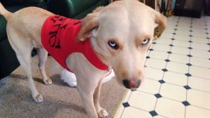 Вы не сможете перестать смеяться над этими забавными собаками 🤣🐶 Новые самые смешные видео с живот