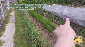 Что растёт на нашей даче-подробный обзор. Время домашних загатовок. ВЛОГ-1.💖