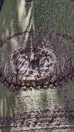 Дерево с глазами или Бутылочное дерево. 🌳👁 #video #shorts #funny #nature #love