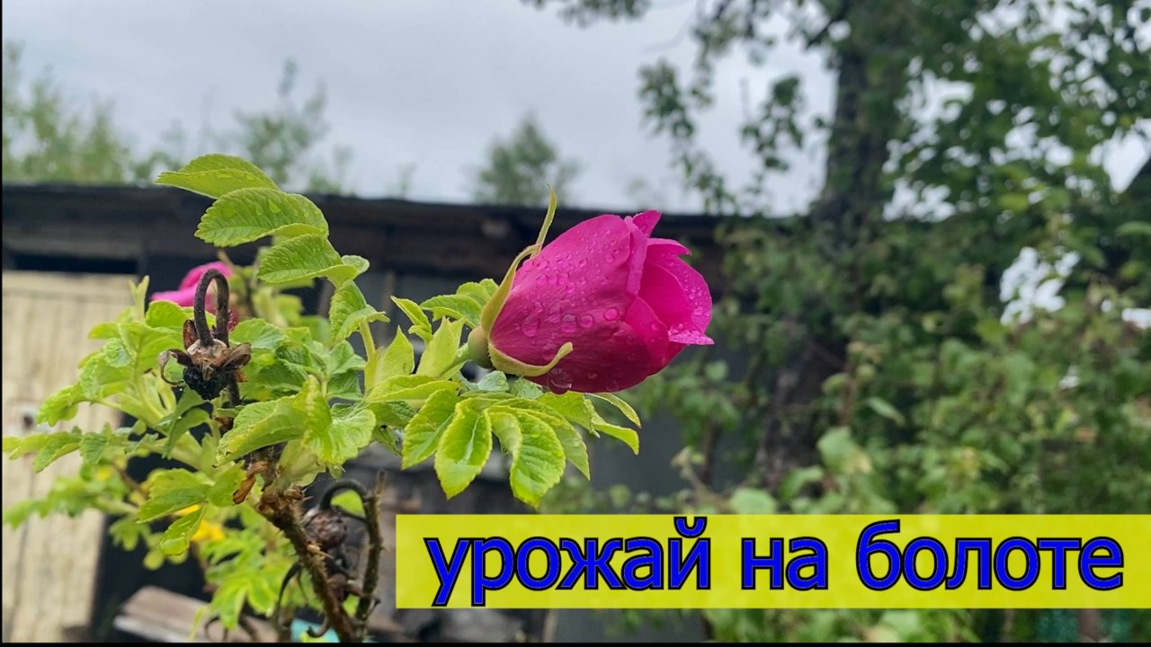 28.06  первый урожай на болоте / косим и поем / дверь в Нарнию / закоптили пернатых / право на мечту