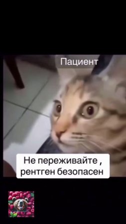 Они нас всегда обманывают