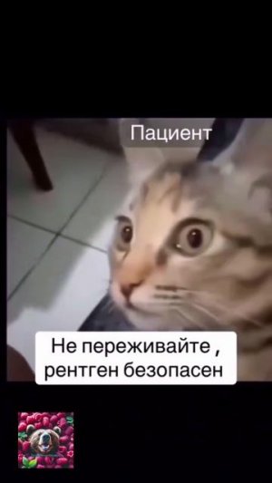Они нас всегда обманывают