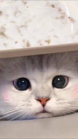 А в КАКОМ Месяце Ты Родился  😲 #cat #юмор #озвучка