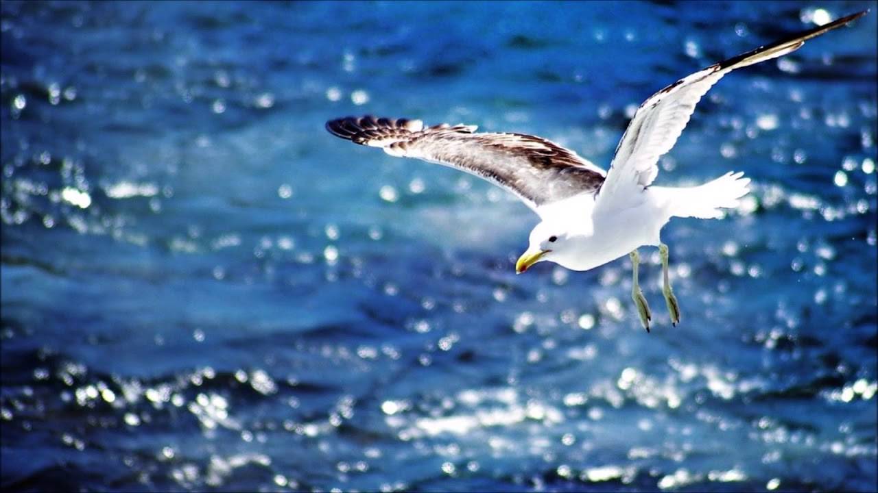 А МОРЕ ЗОВЁТ МЕНЯ В ДАЛЬНИЕ ДАЛИ! ОТДЫХАЙТЕ И РАССЛАБЛЯЙТЕСЬ ПОД МУЗЫКУ С.ЧЕКАЛИНА.