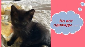 Жил-был кот