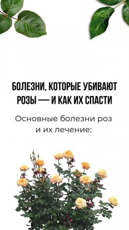 🔔 Здоровье роз в ваших руках