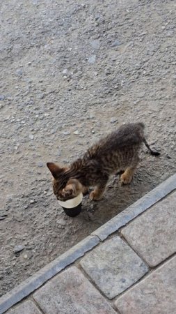 В Дагестане, в посёлке Новом, очень вкусный раф с урбечем, даже кошки без ума от него.