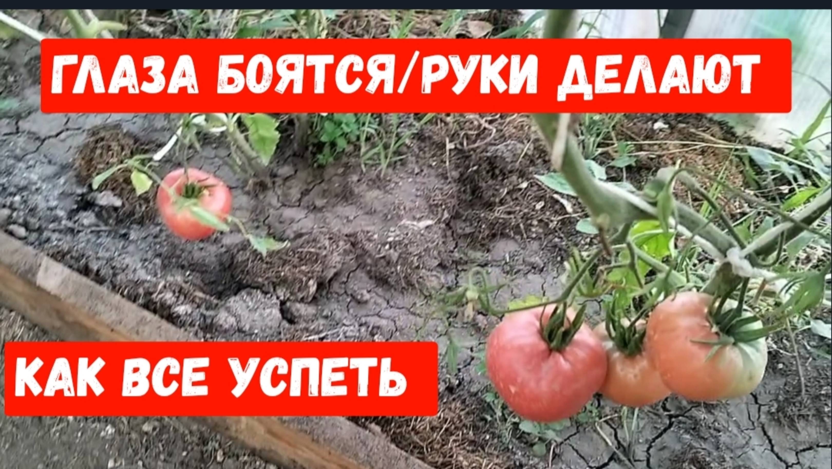 #48🌷27 июня/Кручусь, верчусь.Как обработать 25 соток😭/Закатала борщ/Лечу персики