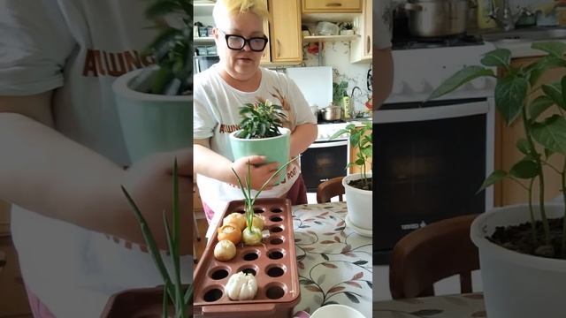 С перцами все супер
Давайте научите бабу Таню как лук сажать