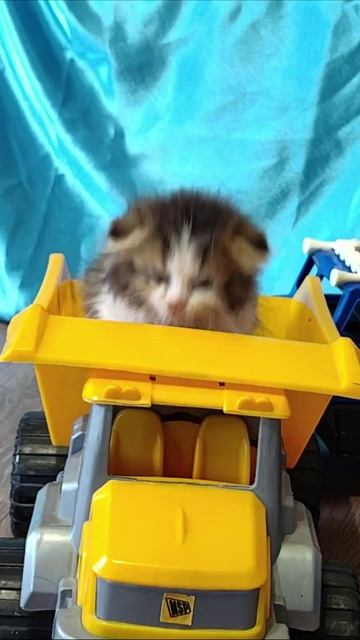 Концерт котят из кузова желтого самосвала.