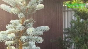 🌱🍀 Последствия холодной весны у хвойных и защита растений.