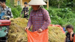 "The Painstaking Process of Producing Delicious Rice Grains in the Countryside | Trieu Mai Huong".