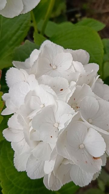 Цветение крупнолистной гортензии #garden #flowers #цветы #сад #цветыдлядома #растения #гортензия