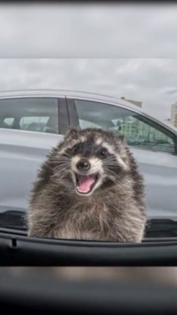 еноты спорят и ссорятся #shorts #funny #racoons #racoon