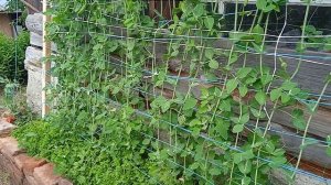 горох высокорослый больше 2х метров