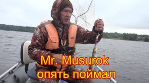 На Верхней Волге сезон рыбалки 2025. Судак продолжает радовать поклевками на Mr.Musurok