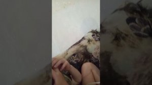 стрим про Бена