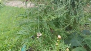 Sadovyy ugolok. Жарим шашлык в саду.