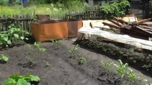 Участок в конце июня 2