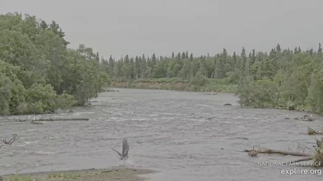 Утро- 6.30 Птица поймала лосось- еле справляется с ней