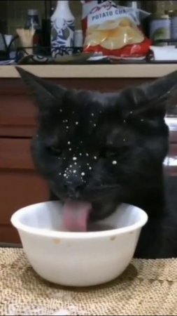Смешные коты #63-6