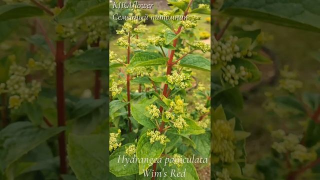 "Вимс Ред" гортензия метельчатая #гортензия#цветущиекустарники#гортензияметельчатая#