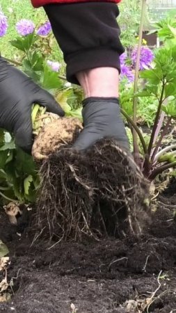Как растет корневой сельдерей