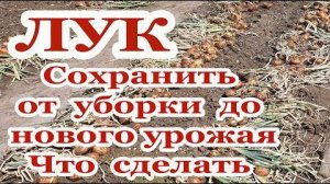 Подготовка лука к хранению. Обязательно делаю сразу после уборки урожая