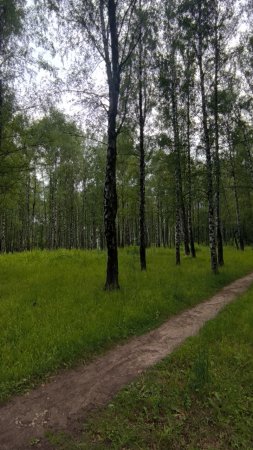 Березки летом