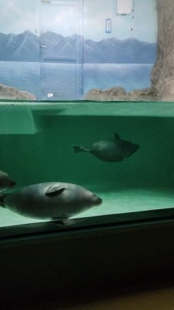 Морские котики. г.Москва. Океанариум (файл 12)
