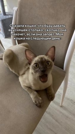 Наша шикарная Афина