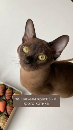 Согласны?  #бурманскаякошка #бурма #бурмасоболь #бурманскиекотята #питомникбурма