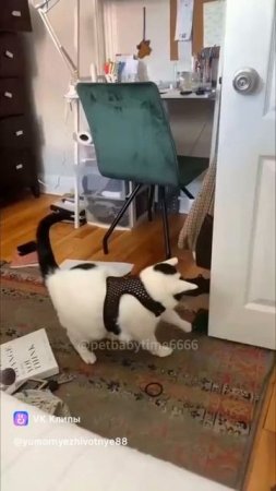 ох и коты😂😂😂