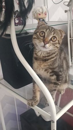 Щаобао. Молодой леопард