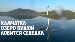 КАМЧАТКА ОЗЕРО ВИЛЮЙ ЛОВИТСЯ СЕЛЕДКА