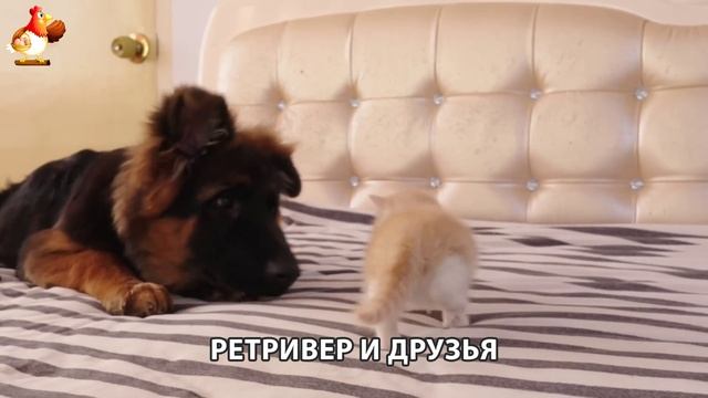 Золотистый ретривер и его друзья милые питомцы 🐕 выпуск (140)
