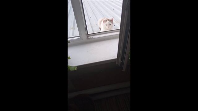 Кот. Стёпа