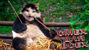 ПРИКОЛЫ С ЖИВОТНЫМИ ! -ЗАБАВНЫЕ ЖИВОТНЫЕ Самые смешные животные! СМЕШНЫЕ И МИЛЫЕ ХВОСТАТЫЕ