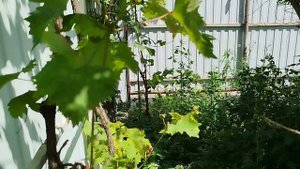 Выращивание граната Краснодарском Крае,конец Июня,уже видно где нужно обрезать,много засохших веток