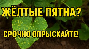 Жёлтые пятна на листьях огурцов? Срочно опрыскайте этим!