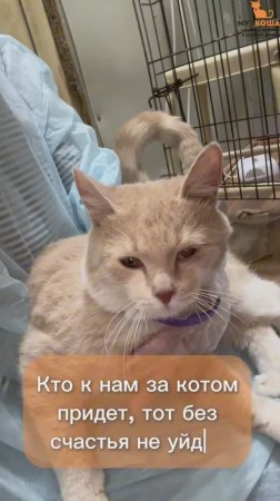 Леонард ждёт вас в приюте #Муркоша