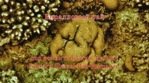 9. Кораллы Дольчатый порит и Тернистая ахинофиллияпод музыку Edward Simoni Pan-Romanze