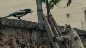 В мире Животных