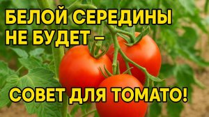 Белая середина томата? Забудьте про неё с этим советом!