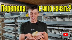 Перепела. С чего начать?
