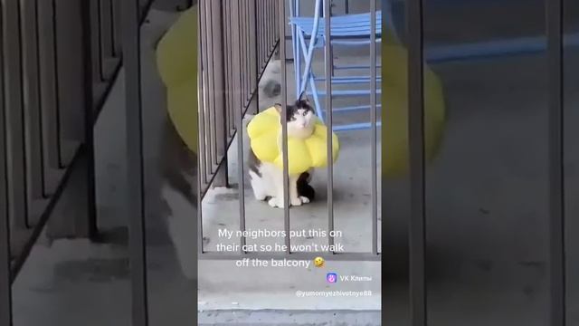 котам это не нравится 🤣🤣🤣