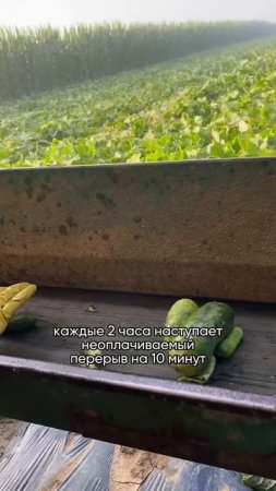 Я не ценила этого в офисе