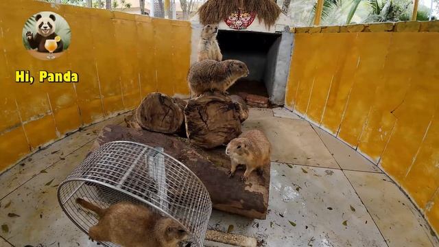 Аутентичный Хайнань для детей смотреть онлайн