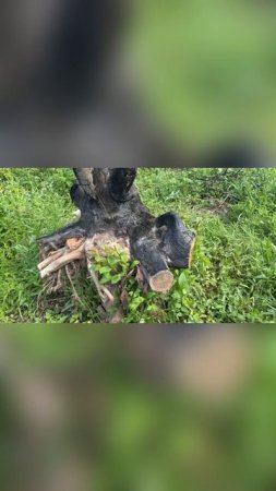 У пня начинается новая жизнь