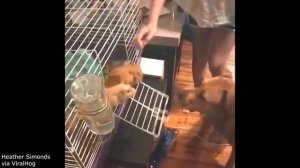 Best Pet Videos of the Decade
